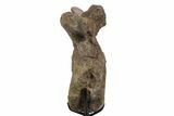 Triceratops Caudal Vertebra on Metal Stand - Wyoming #242360-3